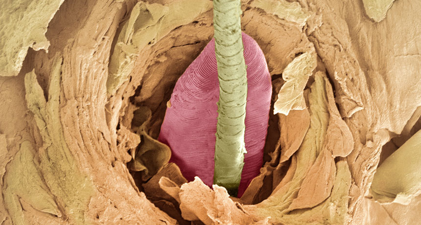 Microscopic view of skin pores